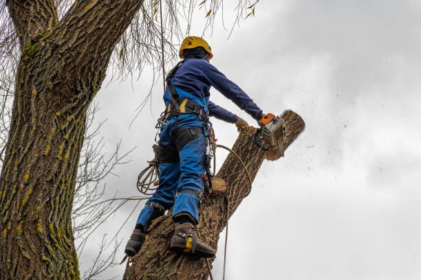 Best Tree Cabling and Bracing  in Quitman, TX