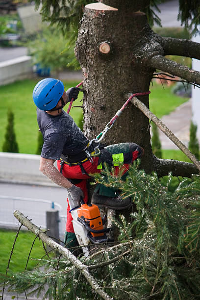 Best Palm Tree Trimming  in Quitman, TX